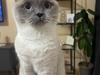Dişi scottish fold 2 yaşında