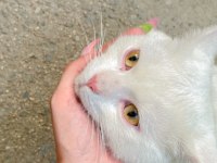 british shorthair 1 yaşında