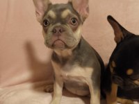 AŞILI ISABELLA ve FLUFFY TAŞIYICI FRENCH BULLDOG KIZLAR