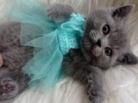 Sahiplendirme british shorthair
