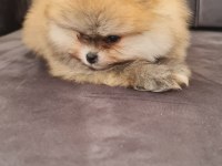 Pomeranian Tea Cup