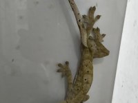 Yetişkin Erkek Crested Gecko ve 40x40x60 Teraryum