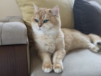 Safkan şecereli kedilerim