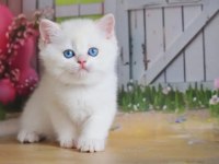 Kar Beyaz Silver British Shorthair Ns1133
