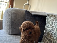 3 AYLIK DİŞİ POODLE