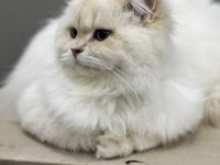 British Longhair Ay1233