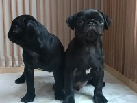 A+ HAMBURGER SURAT PUG MOPS
