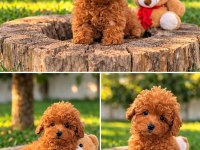 İNANİLMAZ GÜZEL RAKAMLARA GERÇEK TOY POODLE YAVRULAR
