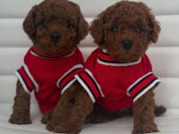 Özel Toy Poodle Yavruları Görüntülü Görün