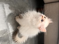Yeni ailesini arıyor british longhair