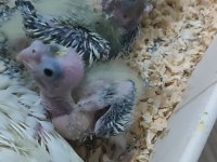 ELE ALIŞIK BEBEK SULTAN PAPAĞANLAR