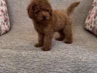 Kore A kalite dişi poodle yavrumuz