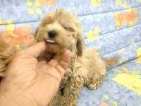 MALTİPOO YAVRULAR