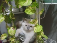 Blue point british shorthair yavrular