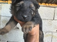 Kısa ve uzun tüy maskeli alman çoban köpeği yavrular