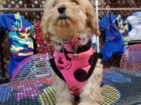 Dişi maltipoo