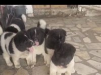 Orijinal Amerikan akita