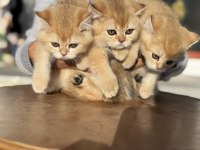 Ankaranın en güzel golden british shorthair yavruları