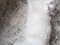 Sahibinden safkan secereli ragdoll bicolor erkek yavruları