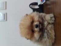 Show kalite pomeranian boo