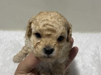 Apricot renk dişi poodle yavru 1 aylık
