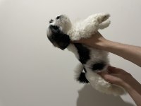 Shih tzu yavruları