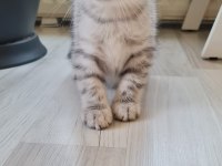 2 aylık erkek british shorthair silver yavrumuz