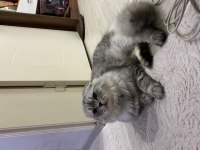 Scottish fold cinsi kedime eş arıyorum