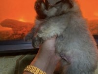 Pomeranian Erkek Prens Köpeğimiz