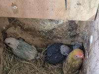 El besleme cennet papağanları