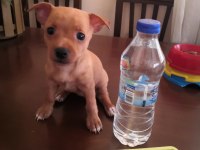 2 aylık dişi 1 numara pinscher yavru sahiplendirilecek