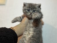 British Shorthair Kedimiz