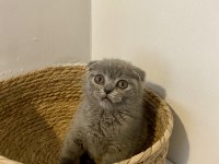 Çok Sevimli ve Oyuncu Scottish Fold Yavrumuz