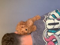 Burkem çiftliğimizden safkan toy poodle
