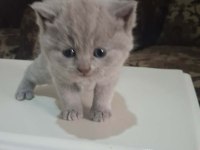 British Shorthair Gri Bebeklerimiz