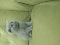 Scottish fold lilac rengin erkek bebek