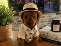 DÜNYA TATLISI ŞEKER KÖPEKLER