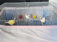 Her seyiyle dahil satılık kuşlarım