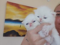 Persian bebek kedileri sahiplendirme