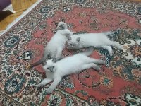 2 Aylik Yavru Kedimiz Rezerveye Acık 1 Erkek 1 Dişi