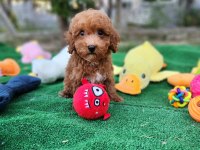Sevimli Maltipoo Yavrularımız