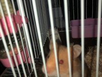 Hamster kafesi + 2 hamster + talaş + yem