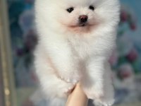 Boo Bear Face Teddy Yavrularımız