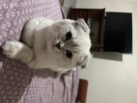 Scottish fold kızıma yuva arıyorum