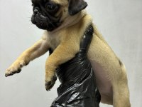 Irk Ve Sağlık Garantili Pug Yavrumuz