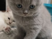 12 Mayıs doğumlu british shorthair yavrularımız