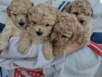 Ped eğitimli maltipoo kızımız
