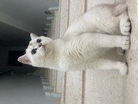 British shorthair beyaz kedimiz