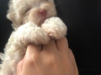 40 günlük erkek maltipoo