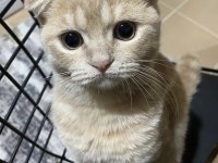 Scottish shorthair 9 aylık kısır erkek